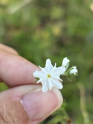Euploca wigginsii (Euploca wigginsii)
