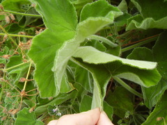 Pelargonium tomentosum
