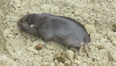 Cratogeomys fumosus