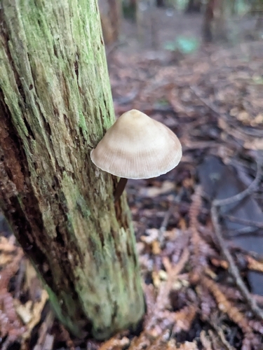 Mycena galericulata