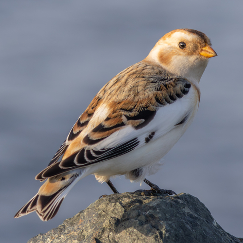 Snow Bunting