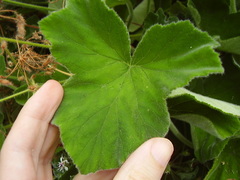 Pelargonium tomentosum