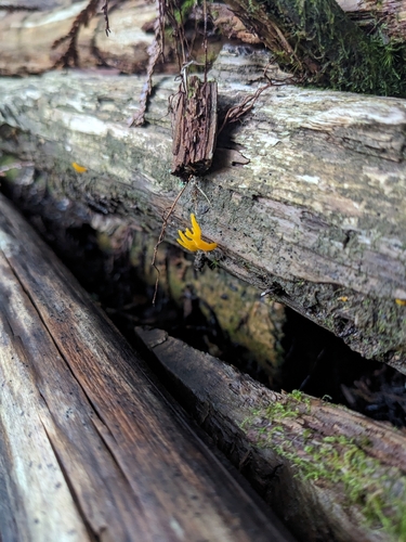 Calocera viscosa