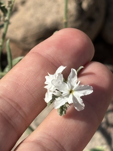 Euploca wigginsii (Euploca wigginsii)