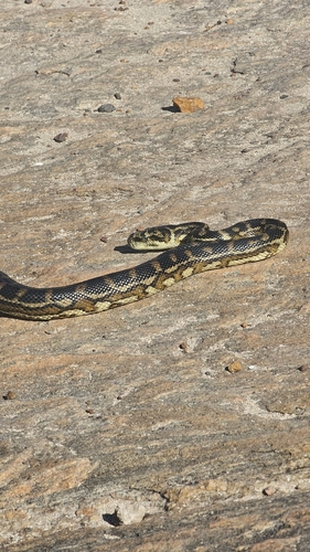Southwestern Carpet Python sighting