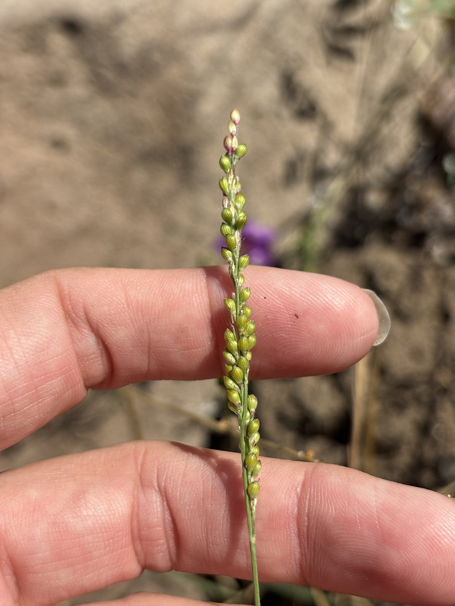 Browntop Signalgrass (Urochloa fusca)