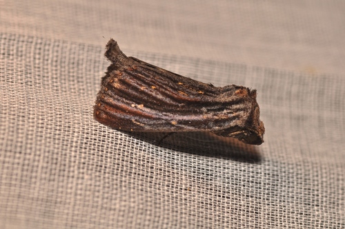 Antiopha multilinea