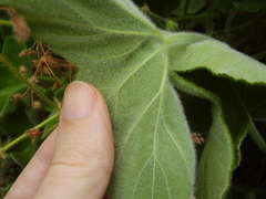 Pelargonium tomentosum