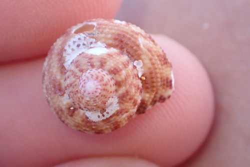 Clanculus floridus, 2025-11-12