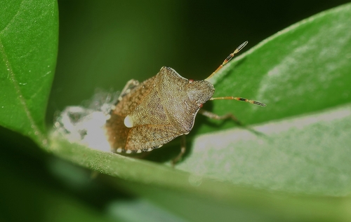Peribalus strictus vernalis
