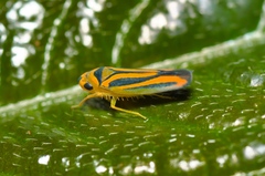 Juliaca homalina