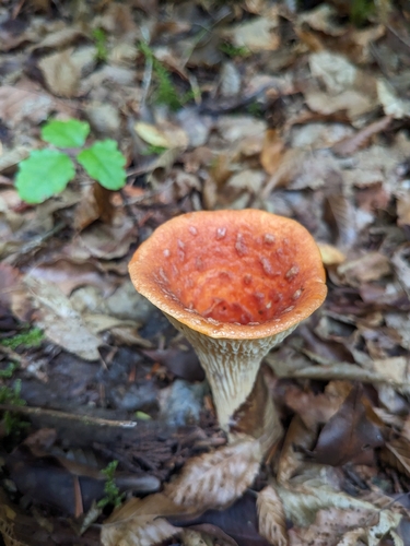 Turbinellus floccosus