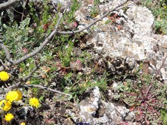 Rumex bucephalophorus gallicus