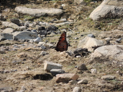 Danaus eresimus montezuma