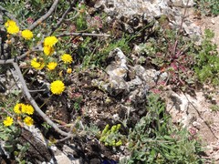 Anthyllis vulneraria reuteri