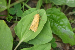 Diacrisia purpurata