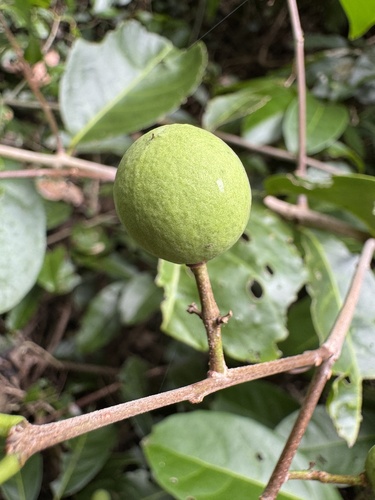 Salacia disepala, 2025-11-12