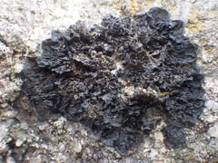 Collema ryssoleum