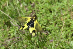 Libelloides macaronius