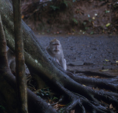 Macaca fascicularis