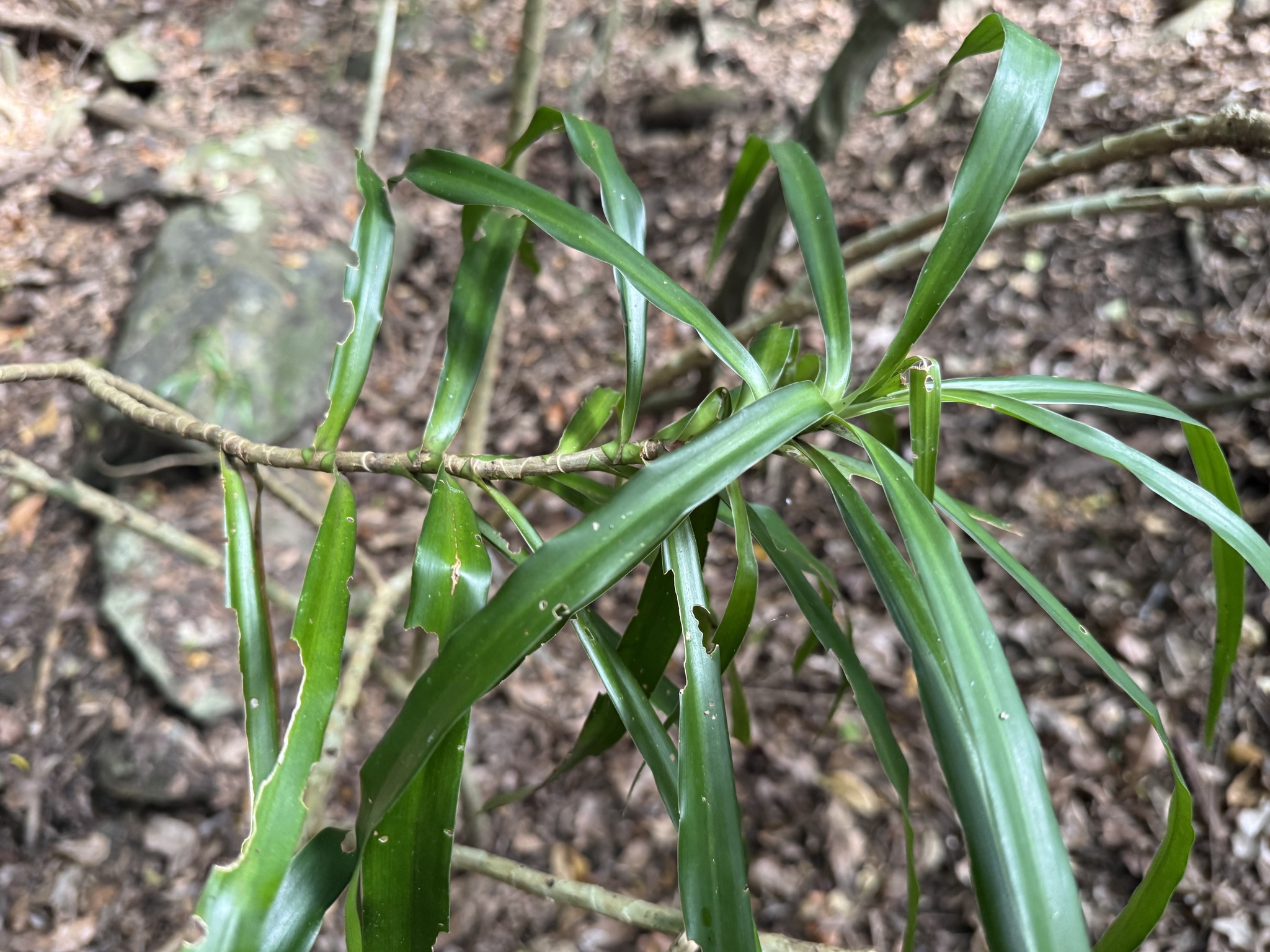 Dracaena angustifolia