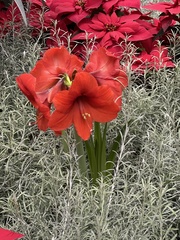 Hippeastrum hybridum