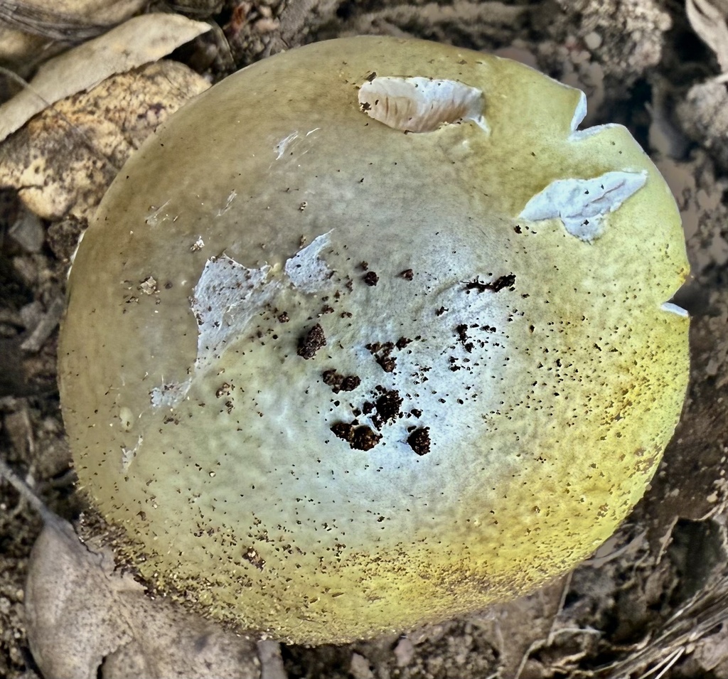 Amanita phalloides · November 2025 · photo: © hllrnnr (iNaturalist, cc0)