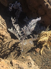 Pteridium aquilinum decompositum