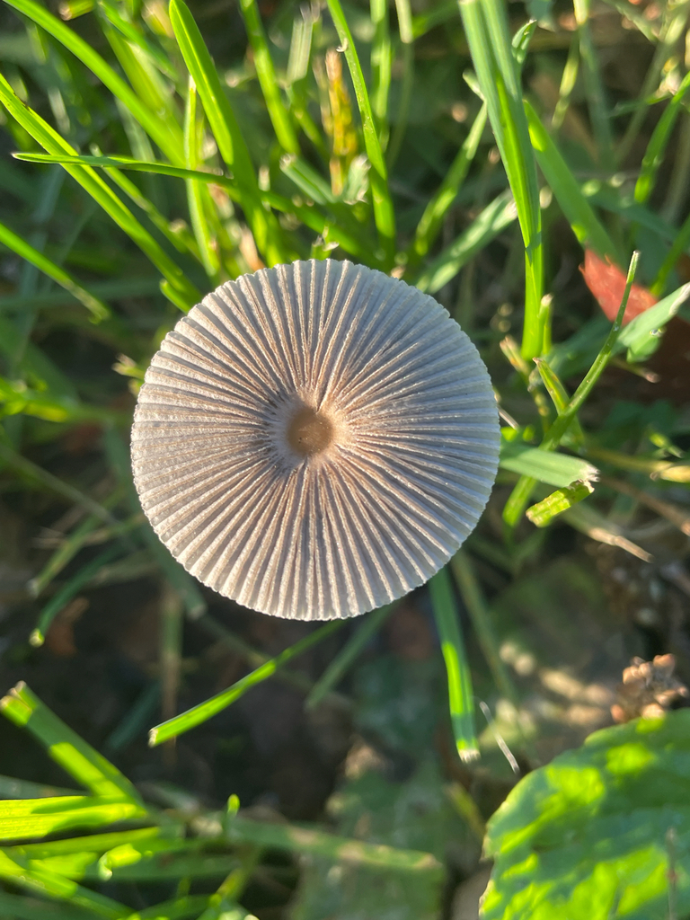 Parasola plicatilis · November 2025 · photo: © ethologist (iNaturalist, cc-by)