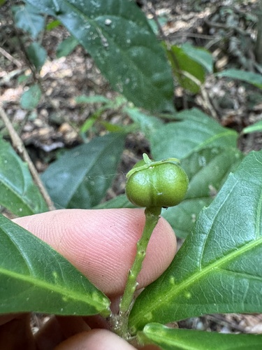 Alchornea rugosa observed 2025-11-12