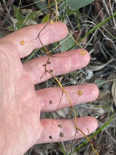 Pale Rainbow (Drosera pallida)