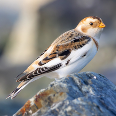 Snow Bunting photo 4