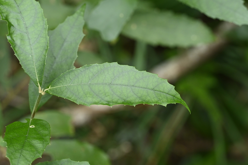 Callicarpa remotiserrulata; photograph (c) 曾昱承 Yu-Cheng Zeng, some rights reserved (CC BY)