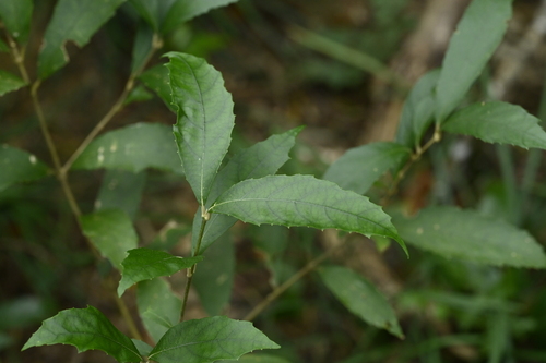 Callicarpa remotiserrulata, photograph 1