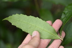(c) 曾昱承 Yu-Cheng Zeng, some rights reserved (CC BY) Callicarpa remotiserrulata, photograph (c) 曾昱承 Yu-Cheng Zeng, some rights reserved (CC BY)