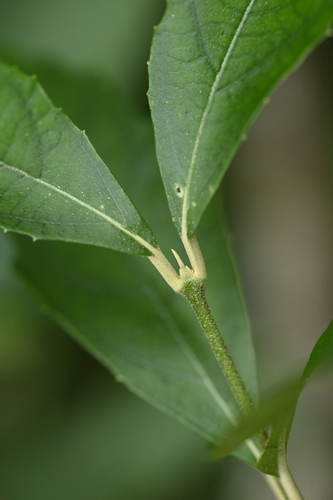Callicarpa remotiserrulata, photograph 3