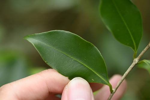 Syzygium euphlebium