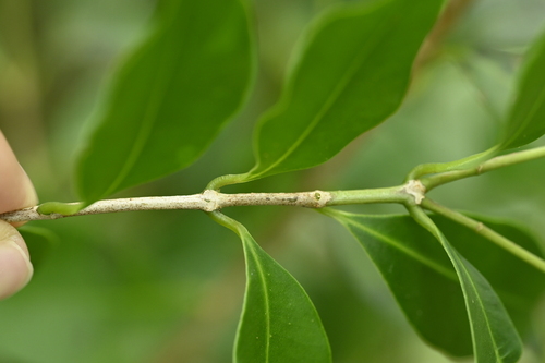 Syzygium euphlebium, photograph 2