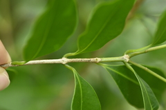 (c) 曾昱承 Yu-Cheng Zeng, some rights reserved (CC BY) Syzygium euphlebium, photograph (c) 曾昱承 Yu-Cheng Zeng, some rights reserved (CC BY)