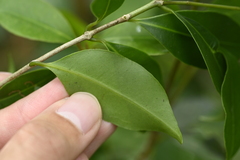 (c) 曾昱承 Yu-Cheng Zeng, some rights reserved (CC BY) Syzygium euphlebium, photograph (c) 曾昱承 Yu-Cheng Zeng, some rights reserved (CC BY)