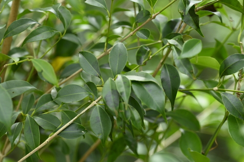 Syzygium euphlebium, photograph 3