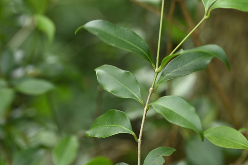 Syzygium euphlebium, photograph 4
