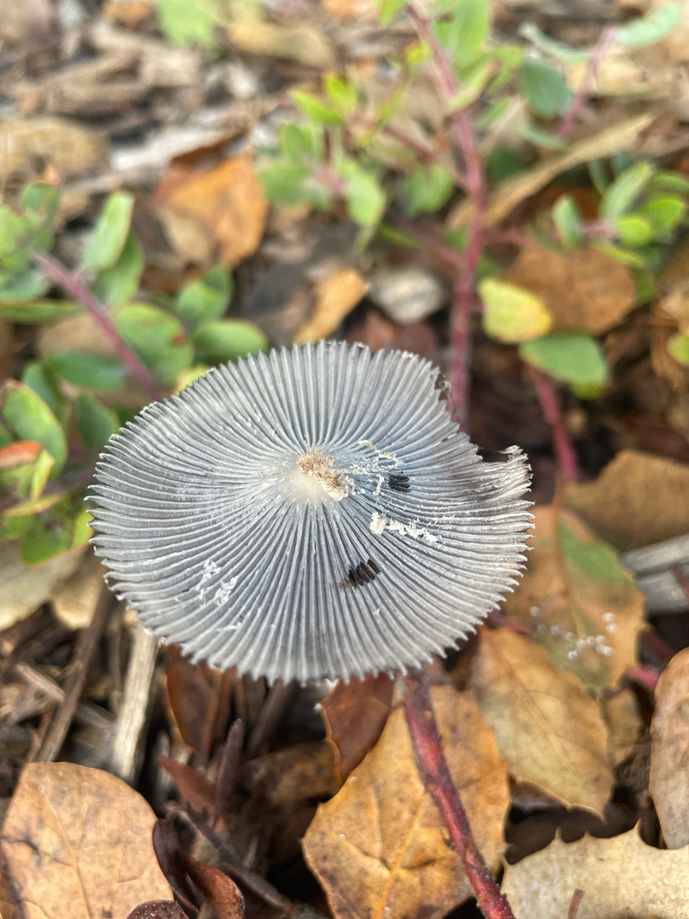 Coprinopsis lagopus · November 2025 · photo: © ethologist (iNaturalist, cc-by)