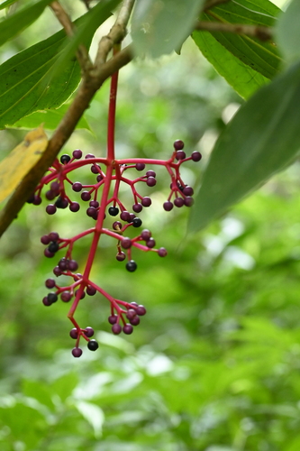 Medinilla formosana