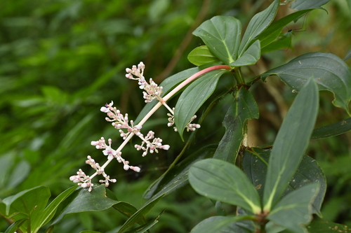 Medinilla formosana