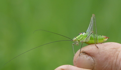 Poecilimon thoracicus