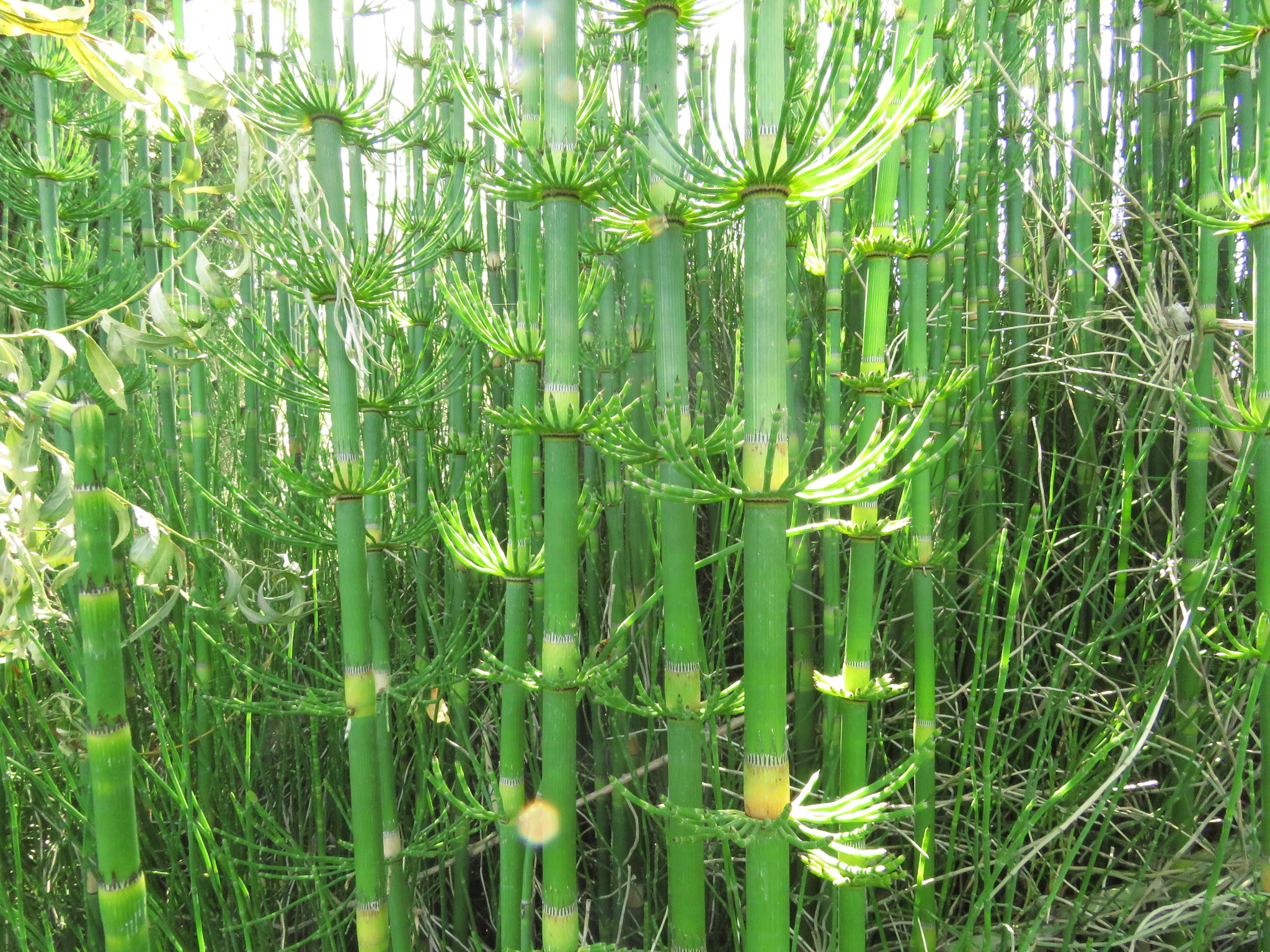 Equisetum giganteum