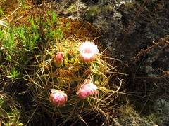 Gymnocalycium monvillei