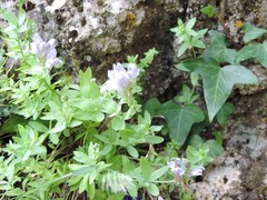 Linaria verticillata cuartanensis