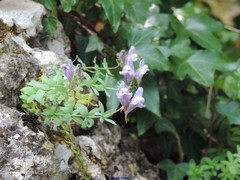 Linaria verticillata cuartanensis